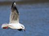 mouette rieuse oui, mais...